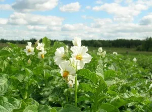 Технологія вирощування картоплі на дачній ділянці (картоплі) Технологія вирощування картоплі на дачній ділянці