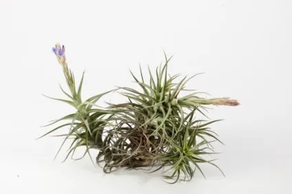 Тілландсия синя (tillandsia cyanea) догляд в домашніх умовах, фото