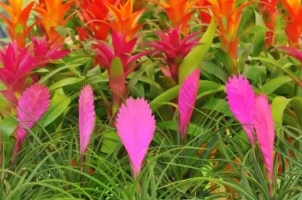 Тілландсия синя (tillandsia cyanea) догляд в домашніх умовах, фото