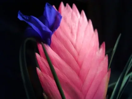 Тілландсия синя (tillandsia cyanea) догляд в домашніх умовах, фото