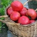 Томат помаранчевий гігант - опис сорту, особливості вирощування, фото і відгуки дачників (томат) Томат помаранчевий гігант - опис сорту, особливості вирощування, фото і відгуки дачників