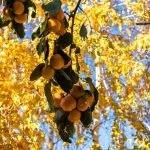 Топ-10 куди точно потрібно з'їздити, відпочиваючи в Геленджику (потрібно) Топ-10 куди точно потрібно з'їздити, відпочиваючи в Геленджику