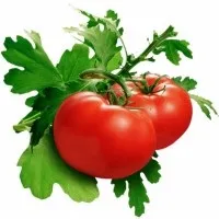 Томат як культура