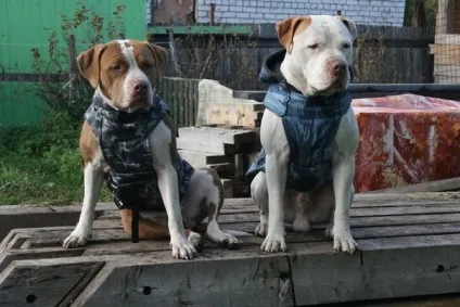 Тканини для собак
