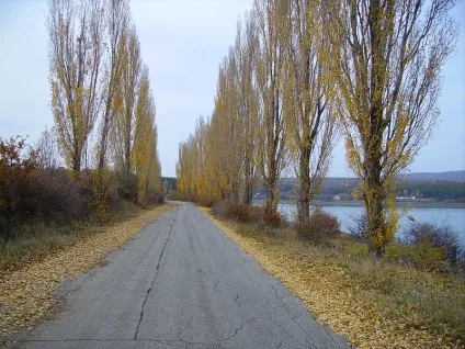 типи алей