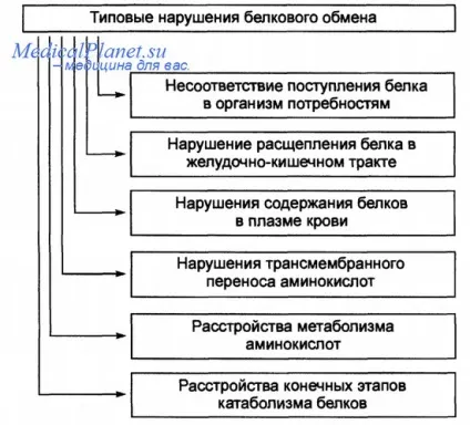 Типові порушення білкового обміну (аліментарна недостатність білка) Типові порушення білкового обміну
