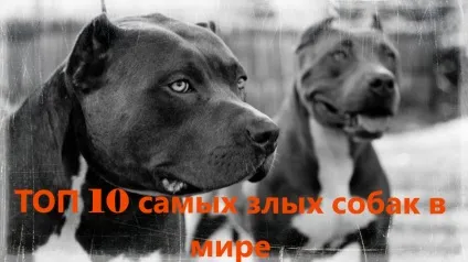 Топ 10 самих злих собак в світі, топ10-рейтинг (собак) Топ 10 самих злих собак в світі, топ10-рейтинг