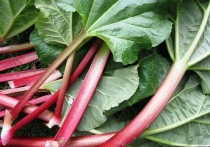 Топ-25 продукти, які шкідливі для вашої кішки (шкідливі) Топ-25 продукти, які шкідливі для вашої кішки
