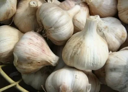 Топ-25 продукти, які шкідливі для вашої кішки (привести) Топ-25 продукти, які шкідливі для вашої кішки