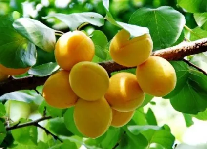 Топ-25 продукти, які шкідливі для вашої кішки (проблеми) Топ-25 продукти, які шкідливі для вашої кішки