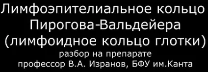 Тверде і м'яке піднебіння