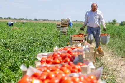 Турецький помідор рветься на українські прилавки чим це загрожує (імпортозаміщення) Турецький помідор рветься на українські прилавки чим це загрожує