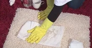 Видалення запаху сечі кішки з квартири, кішки замітки від досвідченого ветеринара