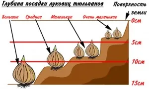 Тюльпани в горщику