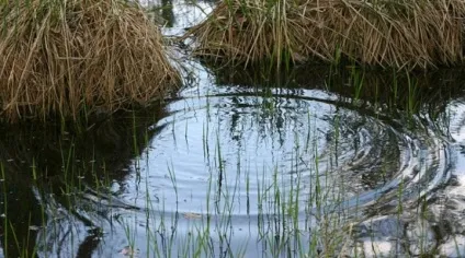 Вчимося Новомосковскть сліди риб на воді (сліди) Вчимося Новомосковскть сліди риб на воді