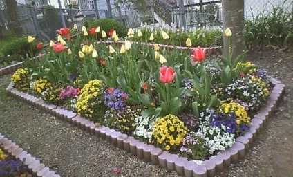 тюльпан квітка