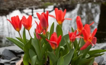 Тюльпан в горщику як доглядати за ним як висаджувати і поливати рослину (висаджувати) Тюльпан в горщику як доглядати за ним як висаджувати і поливати рослину
