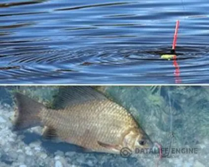 Вчимося поетапно як наловити багато карася (гачок) Вчимося поетапно як наловити багато карася