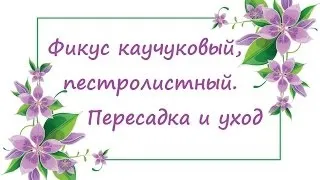 Ряболистий фікус догляд в домашніх умовах, фото 1 (догляд) Ряболистий фікус догляд в домашніх умовах, фото 1