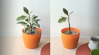 Ряболистий фікус догляд в домашніх умовах, фото (фікуса штамбові дерево) Ряболистий фікус догляд в домашніх умовах, фото