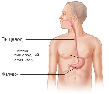 Стравохід - хвороби і симптоми, пов'язані з ним; їх лікування (стравохід) Стравохід - хвороби і симптоми, пов'язані з ним; їх лікування