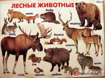 Плакат ооо линг розвиваючі та навчальні плакати серії почитай мені мама - «кращі розвиваючі (мама) Плакат ооо линг розвиваючі та навчальні плакати серії почитай мені мама - «кращі розвиваючі