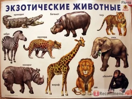Плакат ооо линг розвиваючі та навчальні плакати серії почитай мені мама - «кращі розвиваючі (кращі) Плакат ооо линг розвиваючі та навчальні плакати серії почитай мені мама - «кращі розвиваючі