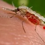 Укуси комарів в око чим небезпечні, що при цьому робити