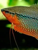 Прикраси для акваріума своїми руками (своїми) Прикраси для акваріума своїми руками