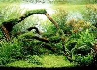 Прикраси для акваріума своїми руками (руками) Прикраси для акваріума своїми руками
