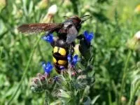 Укус скорпіона симптоми, перша допомога та лікування (допомога) Укус скорпіона симптоми, перша допомога та лікування