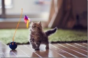Укус кота опухла рука лікування, котячий помічник