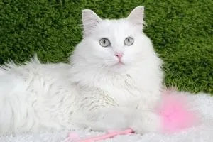 Укус кота опухла рука лікування, котячий помічник