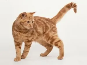 Укус кота опухла рука лікування, котячий помічник