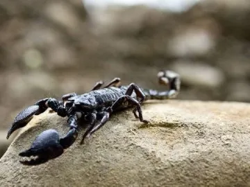 Укус скорпіона симптоми, перша допомога та лікування (симптоми) Укус скорпіона симптоми, перша допомога та лікування