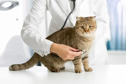 У кота запор що робити в домашніх умовах (кота) У кота запор що робити в домашніх умовах