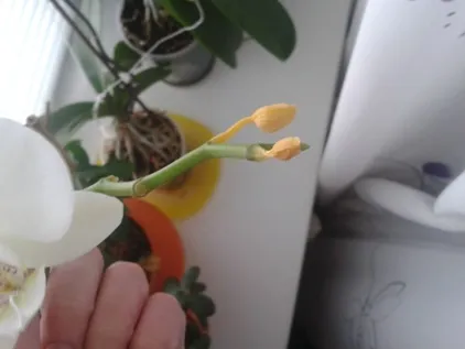 У орхідеї обпадають бутони, які причини (орхідеї) У орхідеї обпадають бутони, які причини