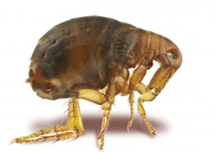 У мене завелися блохи в квартирі! Що робити (блохи квартирі робити) У мене завелися блохи в квартирі! Що робити