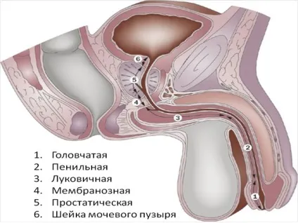 Уретрит неспецифічний лікування сучасними засобами (захворювань сечостатевої системи) Уретрит неспецифічний лікування сучасними засобами