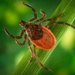 У собаки опухли вуха і що з цим робити (робити) У собаки опухли вуха і що з цим робити