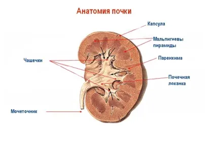 Збільшення балії нирки у дитини, популярна медицина