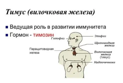 Збільшена вилочкова залоза у грудничка причини, симптоми і лікування (грудничка) Збільшена вилочкова залоза у грудничка причини, симптоми і лікування