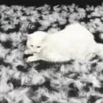 Догляд за довгошерстими кішками