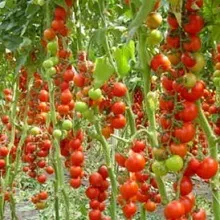 Догляд за високорослими томатами, приватний будинок