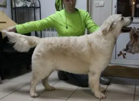 Догляд за щеням лабрадора (в 1 місяць, 1