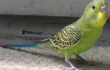 Догляд за птахами