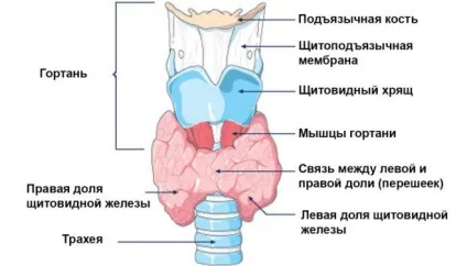 Узі щитовидної залози - підготовка до процедури дослідження, що це таке (дослідження) Узі щитовидної залози - підготовка до процедури дослідження, що це таке