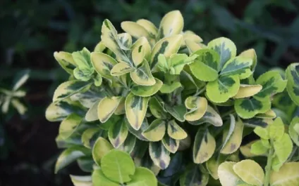 Догляд за бруслини в домашніх умовах (бересклетом) Догляд за бруслини в домашніх умовах