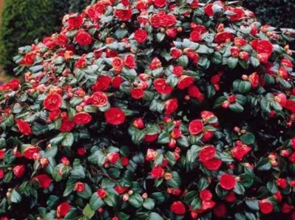 Догляд за камелією в домашніх умовах, фото квітів, особливості вирощування та розмноження кімнатного (фото) Догляд за камелією в домашніх умовах, фото квітів, особливості вирощування та розмноження кімнатного