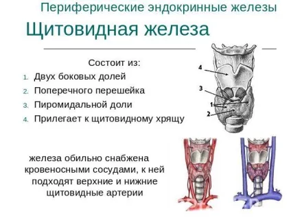 Узі щитовидної залози що показує і розшифровка (розшифровка) Узі щитовидної залози що показує і розшифровка